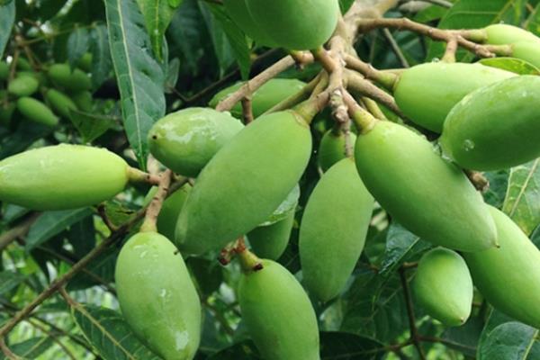 青橄榄可以长期吃吗 不要大量吃 青橄榄可以长期吃吗 不要大量吃