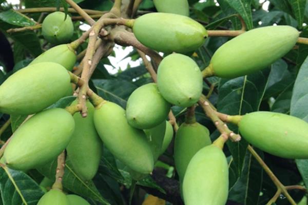 青橄榄可以长期吃吗 不要大量吃 青橄榄可以长期吃吗 不要大量吃