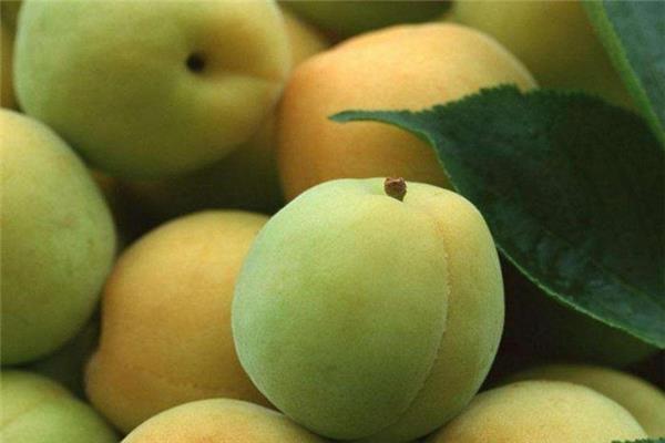 孕妇能吃青梅吗 不要过量即可