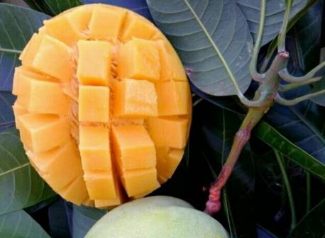 凯特芒和青芒的区别 凯特芒和青芒的区别