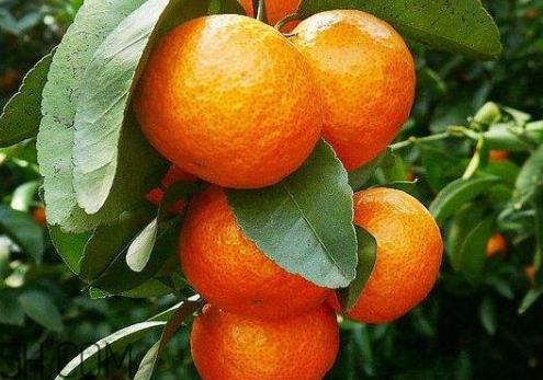 沙糖桔和蜜桔的区别 砂糖橘好吃还是蜜橘好吃