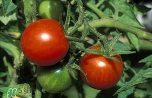 西红柿皮有营养吗?西红柿皮的营养价值