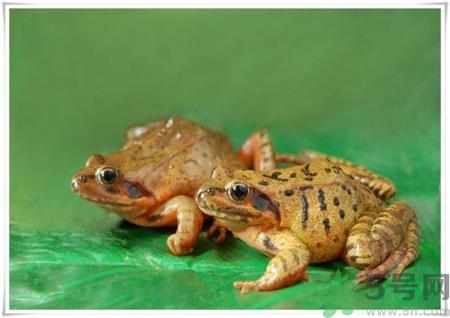 雪蛤是海鲜吗?雪蛤是什么