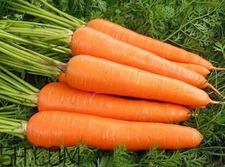 青萝卜和胡萝卜能一起吃吗 青萝卜和红萝卜能一起吃吗