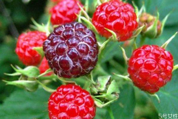 什么是山莓呢 山莓有什么营养价值呢