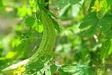 吃苦瓜能降血糖吗？糖尿病能吃苦瓜吗？