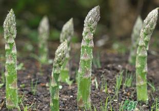 芦笋什么人不能吃?芦笋哪些人不能吃? 芦笋什么人不能吃?芦笋哪些人不能吃?
