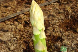 芦笋什么人不能吃?芦笋哪些人不能吃? 芦笋什么人不能吃?芦笋哪些人不能吃?