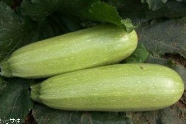 什么是笋瓜呢 笋瓜有什么营养价值呢 