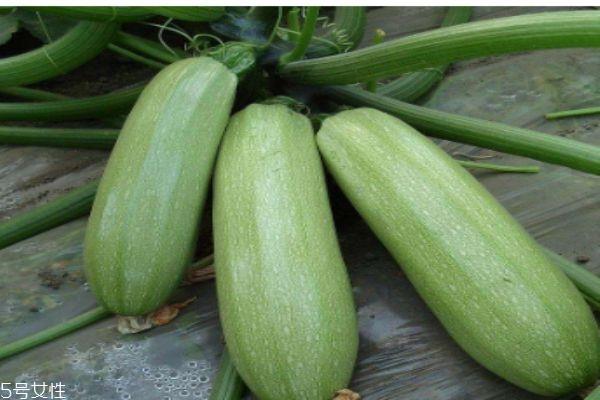 什么是笋瓜呢 笋瓜有什么营养价值呢 