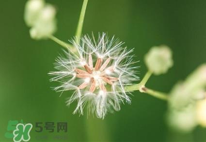 蒲公英泡水喝是用晒干的好还是新鲜的好?