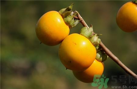 柿子的营养价值 柿子的功效与作用 柿子的营养价值 柿子的功效与作用
