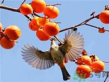 柿子的营养价值 柿子的功效与作用 柿子的营养价值 柿子的功效与作用