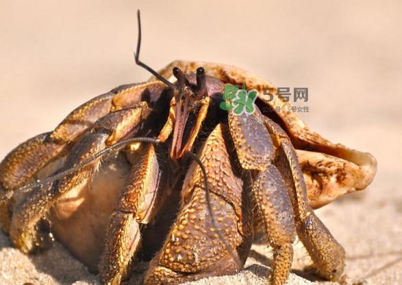 椰子蟹是寄居蟹吗?椰子蟹中国哪里能买到 椰子蟹是寄居蟹吗?椰子蟹中国哪里能买到