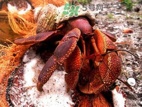 椰子蟹是寄居蟹吗?椰子蟹中国哪里能买到 椰子蟹是寄居蟹吗?椰子蟹中国哪里能买到