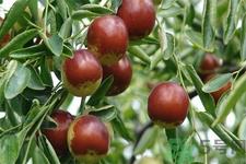 冬枣能泡茶喝吗?泡茶喝用干冬枣好还是新鲜冬枣好? 冬枣能泡茶喝吗?泡茶喝用干冬枣好还是新鲜冬枣好?