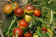 冬枣能泡茶喝吗?泡茶喝用干冬枣好还是新鲜冬枣好? 冬枣能泡茶喝吗?泡茶喝用干冬枣好还是新鲜冬枣好?