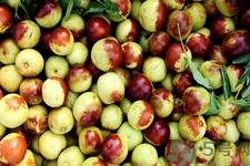 冬枣能泡茶喝吗?泡茶喝用干冬枣好还是新鲜冬枣好? 冬枣能泡茶喝吗?泡茶喝用干冬枣好还是新鲜冬枣好?