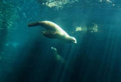 ​同城旅游购买头等舱去哪儿网可以买头等舱吗？