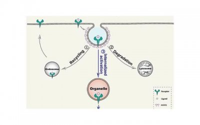 ​和婆婆关系不好老公为难