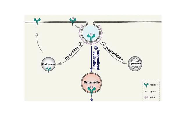 和婆婆关系不好老公为难 和婆婆关系不好老公为难