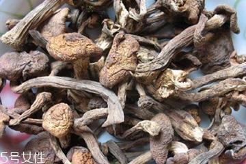 榛蘑和木耳的区别 榛蘑和木耳能一起吃吗? 榛蘑和木耳的区别 榛蘑和木耳能一起吃吗?