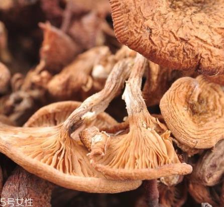 榛蘑和木耳的区别 榛蘑和木耳能一起吃吗? 榛蘑和木耳的区别 榛蘑和木耳能一起吃吗?