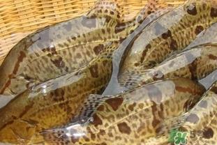 鳜鱼是海鱼吗?鳜鱼是淡水鱼还是海鱼 鳜鱼是海鱼吗?鳜鱼是淡水鱼还是海鱼