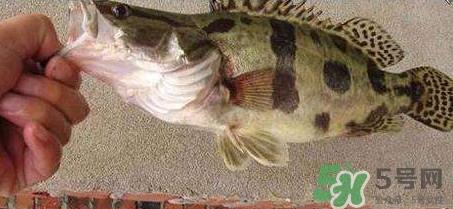 鳜鱼是海鱼吗?鳜鱼是淡水鱼还是海鱼 鳜鱼是海鱼吗?鳜鱼是淡水鱼还是海鱼