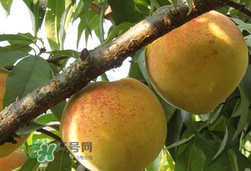 锦绣黄桃多少钱一斤?锦绣黄桃好吃吗? 锦绣黄桃多少钱一斤?锦绣黄桃好吃吗?