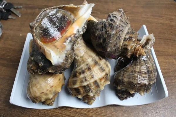 海螺什么季节吃最好 海螺有哪些品种