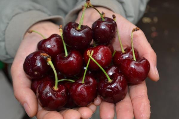 车厘子怎么种植 注意这4个方面 车厘子怎么种植 注意这4个方面