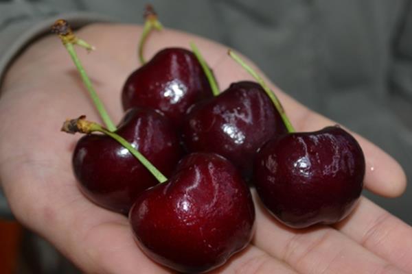 车厘子怎么种植 注意这4个方面 车厘子怎么种植 注意这4个方面