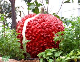 荔枝空腹吃有什么危害？为什么空腹吃荔枝不好？