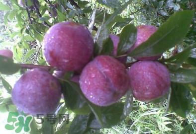 三华李什么时候上市?三华李什么时候成熟 三华李什么时候上市?三华李什么时候成熟