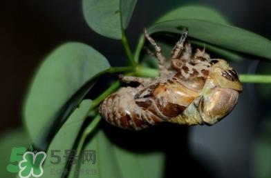 幼蝉猴怎么抓？幼蝉猴什么时候抓最好