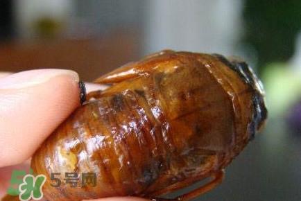 幼蝉猴怎么抓？幼蝉猴什么时候抓最好