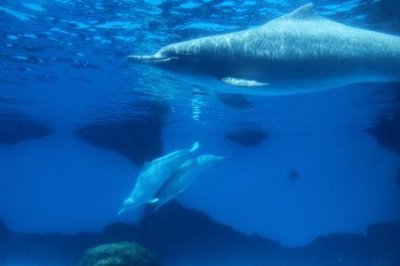 ​大陆市民赴港旅游港澳台游客来大陆旅游