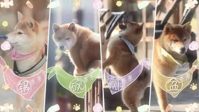 ​《向往的生活》锅碗盆被张子枫、宋茜、张继科收养，瓢哥表示不服