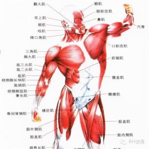 ​红肌白肌粉红肌 纯科普文（懂的戳进来）