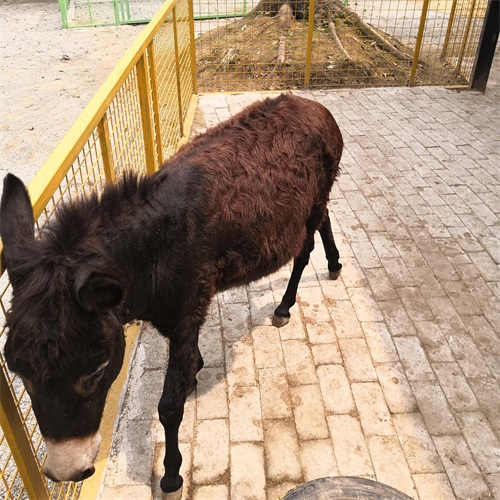 梦里水乡 ------百花园