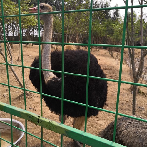 梦里水乡 ------百花园