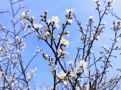 ​深圳元旦N个好玩的地方