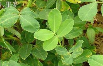 ​花生患上了花叶病应该如何防治？