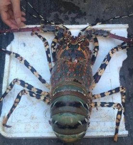 ​浙江小伙海钓1.2米的大龙虾 这还不算大 长17米的巨型龙虾见过吗