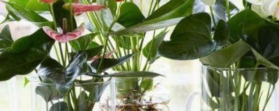 ​红掌的水培方法