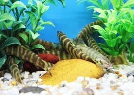 中国的特有物种：中华沙鳅