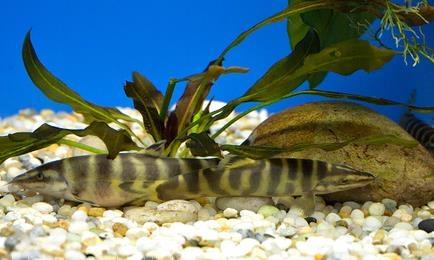 中国的特有物种：中华沙鳅