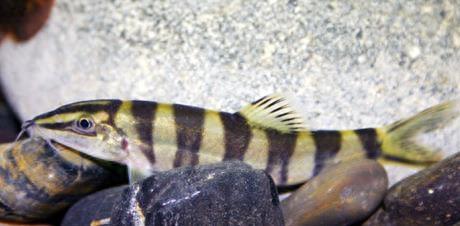 中国的特有物种：中华沙鳅