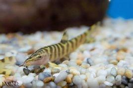 中国的特有物种：中华沙鳅